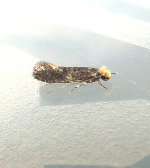 Monopis weaverella - photo 3