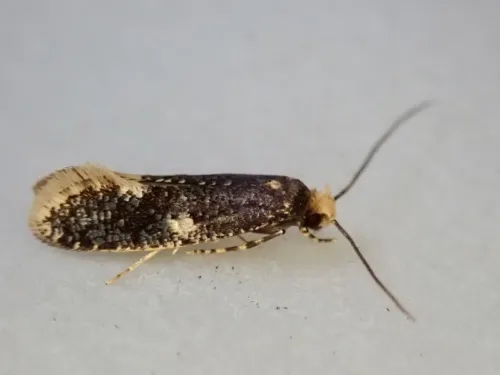 Monopis weaverella - photo 4