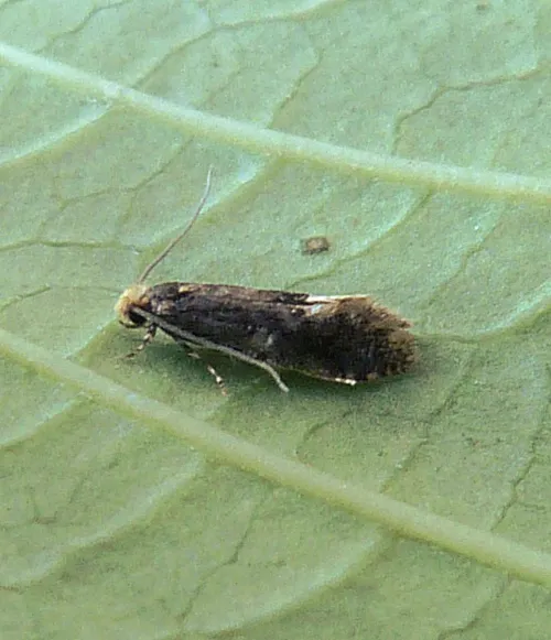 Monopis weaverella - photo 5