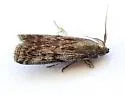 Monoptilota pergratialis - Hodges#5736 - photo 4