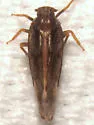 Monorachis sordulentus - Monorachis sordulentus