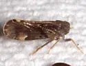 Monorachis sordulentus - photo 2