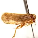 Monorachis sordulentus - photo 3
