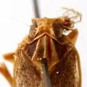 Monorachis sordulentus - photo 4