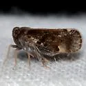 Monorachis sordulentus - photo 5