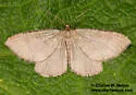 Monostoecha semipectinata - Hodges#7289 - photo 3