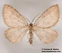 Monostoecha semipectinata - Hodges#7289 - photo 4