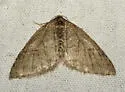 Monostoecha semipectinata - Hodges#7289 - photo 5