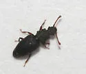 Monotoma americana - photo 2