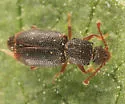 Monotoma americana - photo 3
