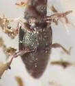 Monotoma americana - photo 4