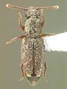 Monotoma arida - photo 4
