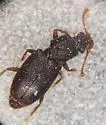 Monotoma arida - photo 5