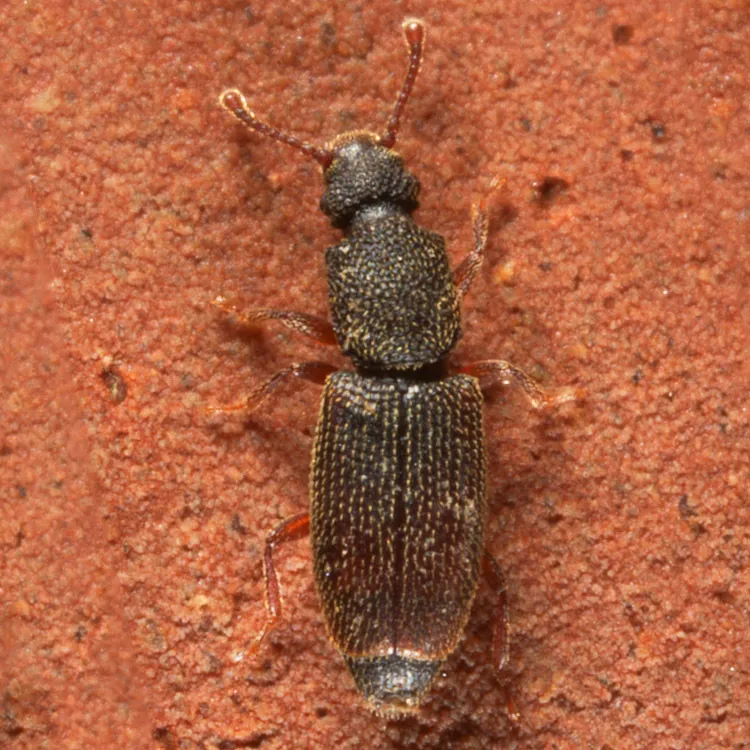 Monotoma bicolor - photo 2