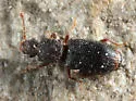 Monotoma emarginata - photo 3