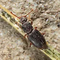 Monotoma emarginata - photo 4
