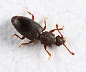 Monotoma emarginata - photo 5