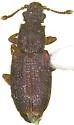 Monotoma johnsoni