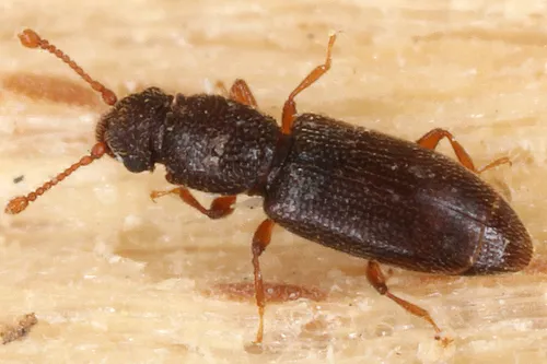 Monotoma longicollis