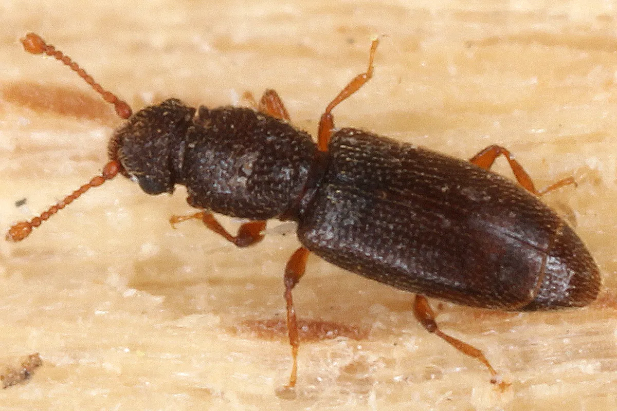 Monotoma longicollis - photo 3