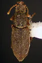Monotoma (Gyrocecis) myrmecophila