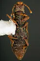 Monotoma (Gyrocecis) myrmecophila - photo 2
