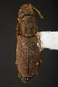 Monotoma (Gyrocecis) myrmecophila - photo 3