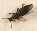 Monotoma producta