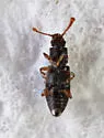 Monotoma testacea - photo 3