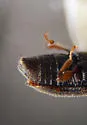 Monotoma testacea - photo 4