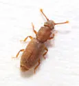 Monotoma testacea - photo 5
