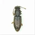 Monotoma texana 0 - Monotoma texana