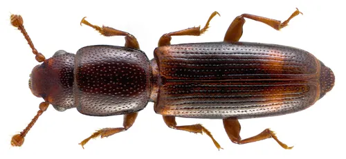 Minute Clubbed Beetles - photo 2