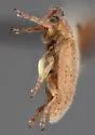 Monoxia andrewsi - photo 2