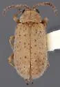 Monoxia andrewsi - photo 3
