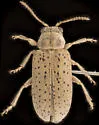 Monoxia andrewsi - photo 4