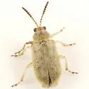 Monoxia angularis - Monoxia angularis