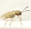 Monoxia angularis - photo 2