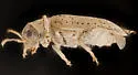 Monoxia elegans - photo 2