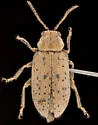 Monoxia elegans - photo 4