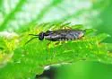 Green Alder Sawfly