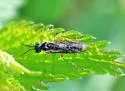 Green Alder Sawfly - photo 2