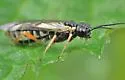 Green Alder Sawfly - photo 3