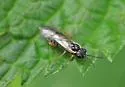 Green Alder Sawfly - photo 4