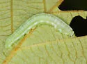 Green Alder Sawfly - photo 5