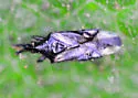 Montandoniola confusa
