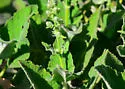Montandoniola confusa - photo 3