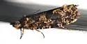 Montescardia fuscofasciella - Hodges#0310