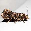 Montescardia fuscofasciella - Hodges#0310 - photo 2