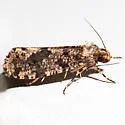 Montescardia fuscofasciella - Hodges#0310 - photo 3